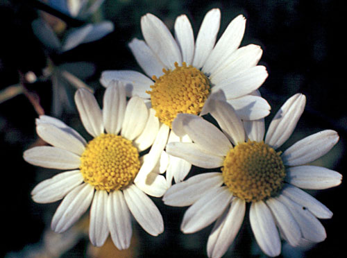 flower head